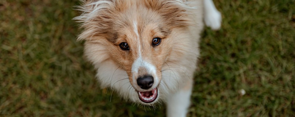 Honden