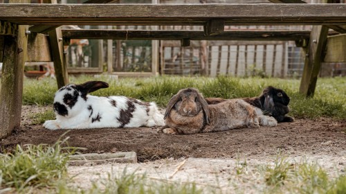 Kinderboerderij