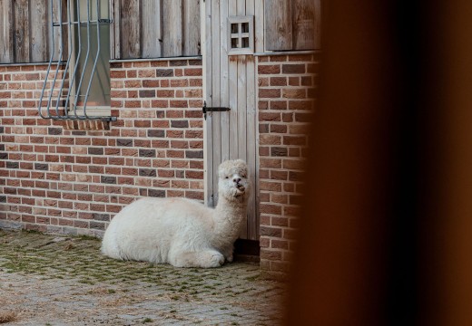 Kinderboerderij