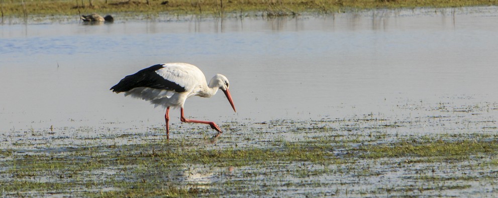 Zwin - Ooiervaar -Depositphoto .jpg