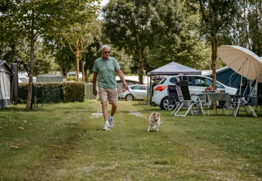 Honden