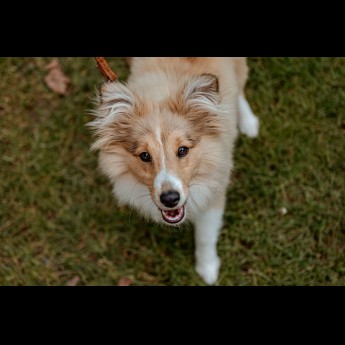 Honden