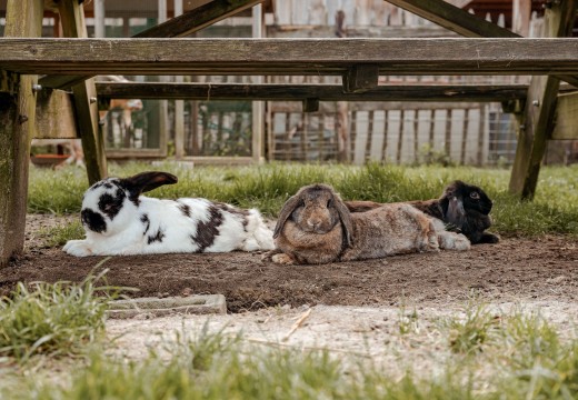 Kinderboerderij