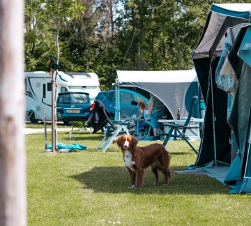 Honden