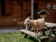 Kinderboerderij