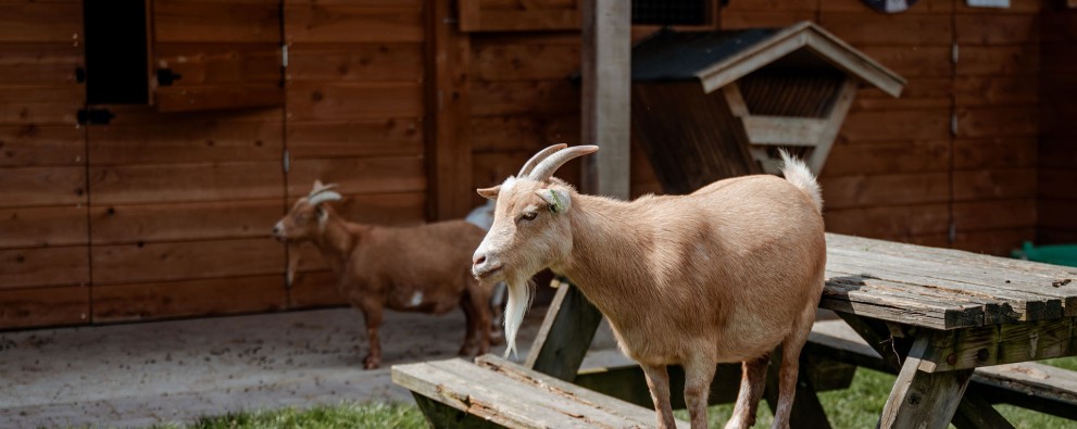 Kinderboerderij